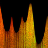 Эрвээхэйн далавчны хайрсны хэт бүтэц