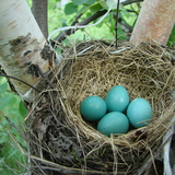 Шувууны үүр