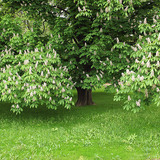 Цэцэглэж буй туулайн бөөр мод