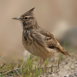 Согсоот божирго