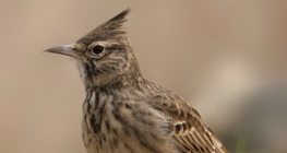 Согсоот божирго