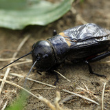 Талын хүрэлзгэнэ