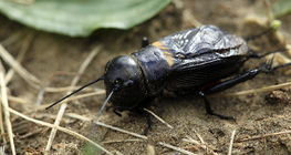 Талын хүрэлзгэнэ