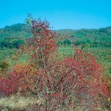 Нохойн хошуу