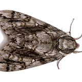 Дэнгийн эрвээхэй