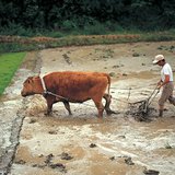 Будаа тариалах үйл явц - 1