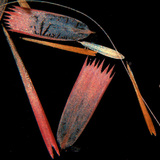 Эрвээхэйн далавчны хайрс