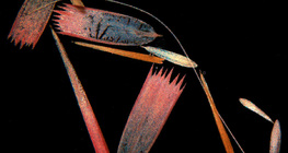 Эрвээхэйн далавчны хайрс