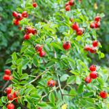 Нохойн хошуу