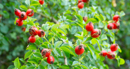 Нохойн хошуу