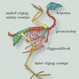 A házityúk csontváza