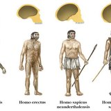 Хомо овгийн төрөл зүйлс