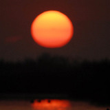 Жаргаж буй нарны туяан дахь халбаган хошуут шувууд