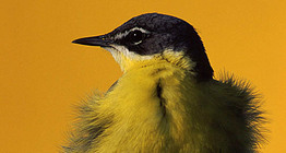 Өрнөдийн шар цэгцгий