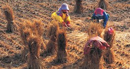 Будаа үйлдвэрлэх үйл явц - 3