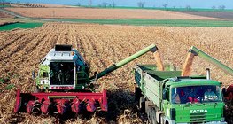 Corn harvest