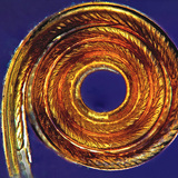 Эрвээхэйн хуйлмал хэл