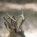 Эр бор гөрөөс