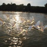 Өдрийн наст ялаа