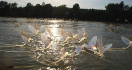 Өдрийн наст ялаа