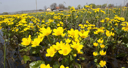 Шар хилэн цэцэг