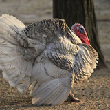 Цацагт хяруул