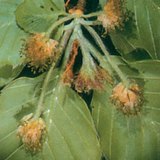 Эвэрлэг модны гөлөг