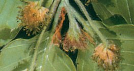 Эвэрлэг модны гөлөг