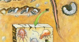 Хөрсөнд амьдрах амьд биетүүд