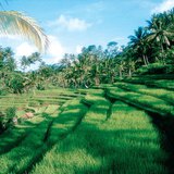 Цагаан будааны талбайнууд