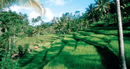 Цагаан будааны талбайнууд