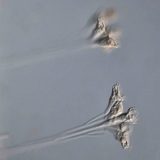 Талофит нэг эст организм (Epistilis sp.)