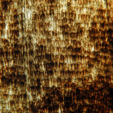 Эрвээхэйн далавч