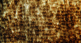 Эрвээхэйн далавч