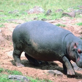 Усны үхэр