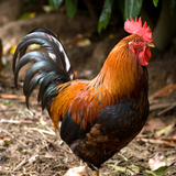 Азарган тахиа