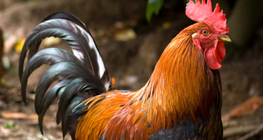 Азарган тахиа