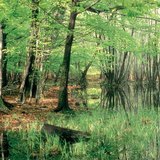 Устаж буй нуурууд: бамбалзуур намаг