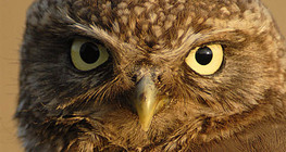 Хотны бүгээхэй