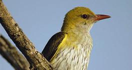 Шаргач бялзуухай (эмэгчин)