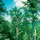 Эвэрлэг модон ой