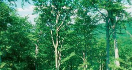 Эвэрлэг модон ой