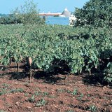 Терра Росса, шохойн чулуут бүс нутгийн хөрс