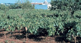 Терра Росса, шохойн чулуут бүс нутгийн хөрс