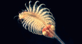 Давст усны заламгай хөлтний баг