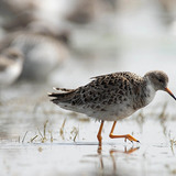 Ноцоо ноололдой