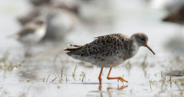 Ноцоо ноололдой