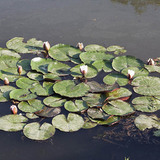 Европын усны сараана цэцэг