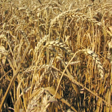 Улаан буудай