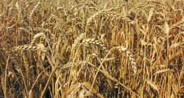 Улаан буудай